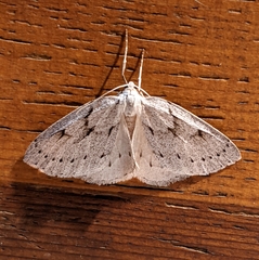 Philedia punctomacularia