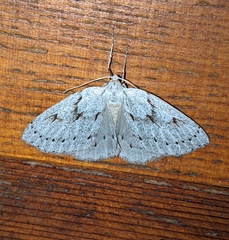 Philedia punctomacularia