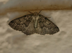 Sabulodes packardata