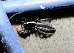 Holoplatys tasmanensis