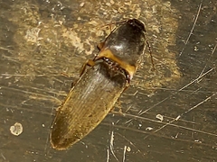 Conoderus partitus