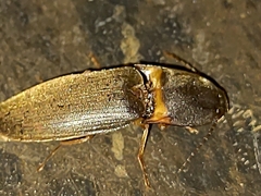 Conoderus partitus