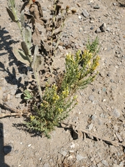 Ericameria ericoides