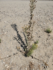 Ericameria ericoides