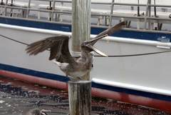 Pelecanus occidentalis