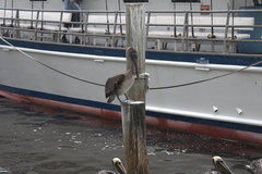 Pelecanus occidentalis