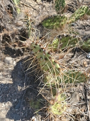 Opuntia