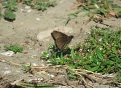 Erynnis zarucco