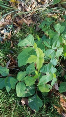 Toxicodendron radicans