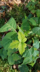 Toxicodendron radicans
