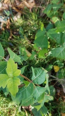 Toxicodendron radicans