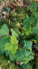 Toxicodendron radicans