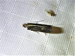 Chionodes discoocellella