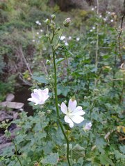 Malva preissiana