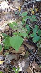 Ageratina altissima