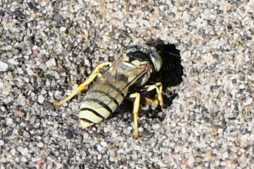 Microbembex californica