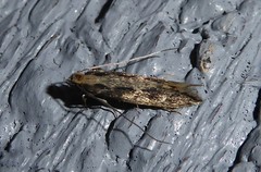 Tinea pallescentella