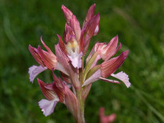 Anacamptis papilionacea papilionacea