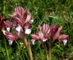 Anacamptis papilionacea papilionacea