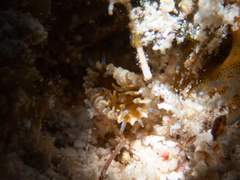 Palythoa grandiflora