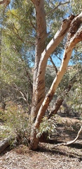 Eucalyptus intertexta