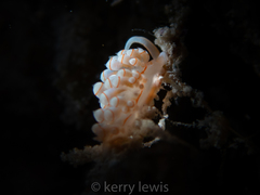 Dondice freddiemercuryi