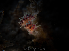 Coryphellina marcusorum