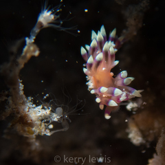 Coryphellina marcusorum