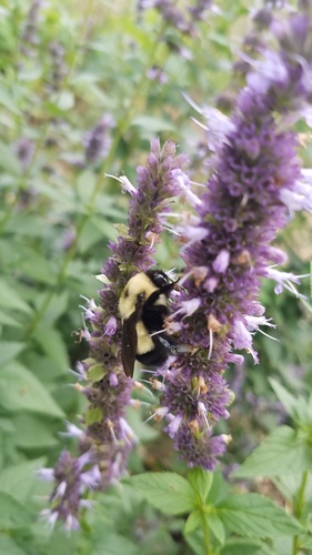 Rusty-patched Bumble Bee photographed in Wisconsin