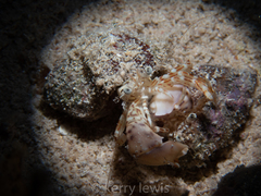 Phimochirus holthuisi