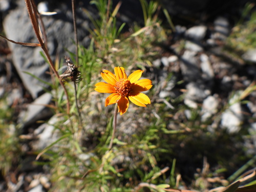 Zinnia juniperifolia (Zinnia juniperifolia)