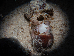 Phimochirus holthuisi