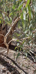 Eucalyptus intertexta