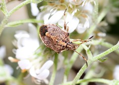 Oncocoris geniculatus