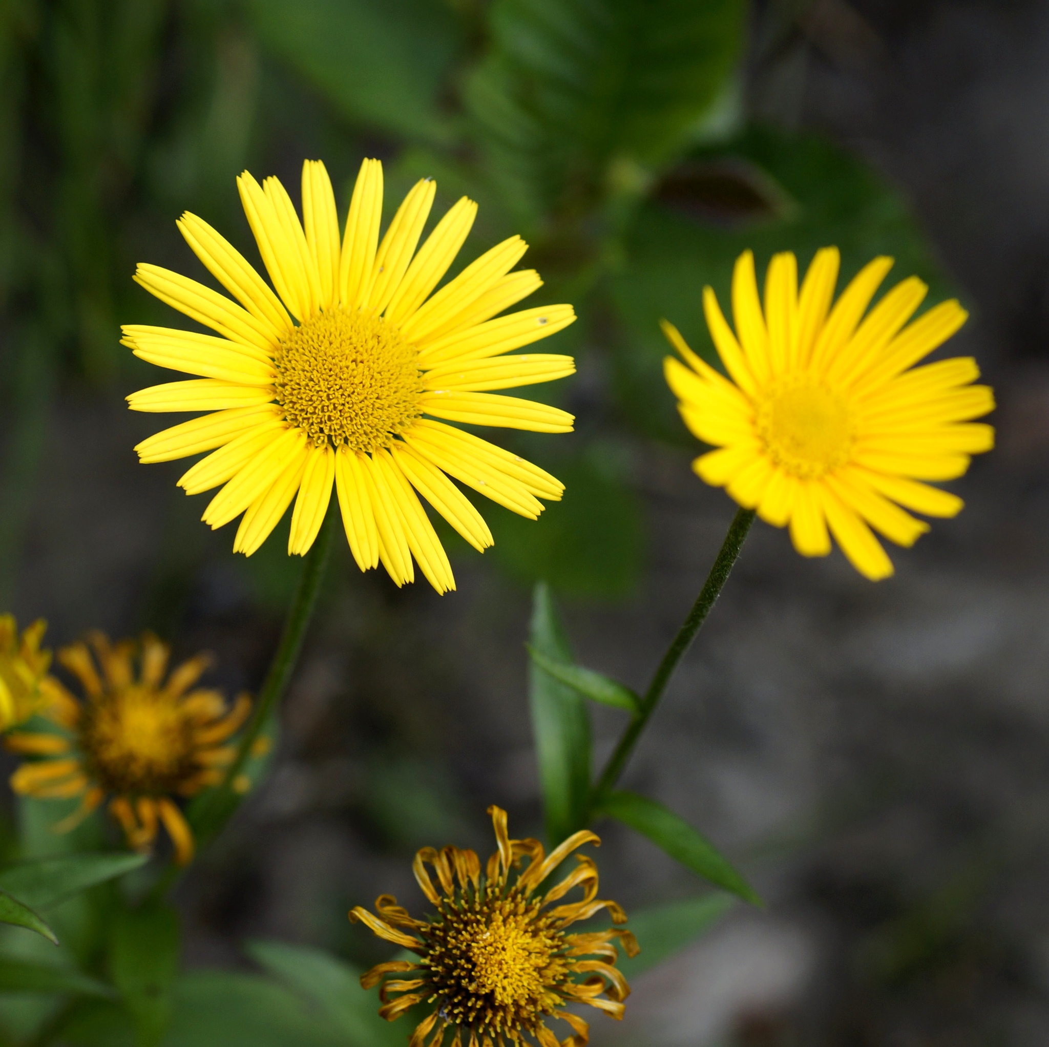 Buphthalmum