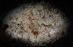 Metapenaeopsis goodei