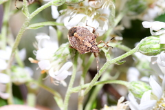 Oncocoris geniculatus