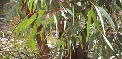 Eucalyptus intertexta