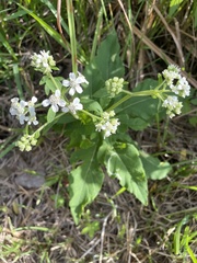 Verbesina virginica image