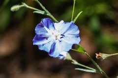 Evolvulus arizonicus