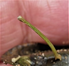 Problepsis digammata