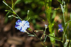 Evolvulus arizonicus