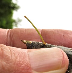 Problepsis digammata