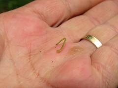 Problepsis digammata