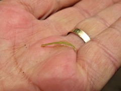 Problepsis digammata