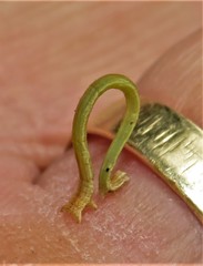 Problepsis digammata