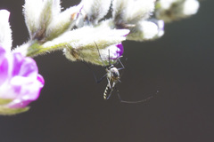 Tripteroides atripes