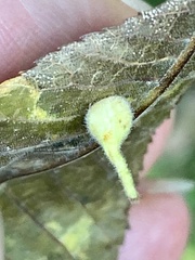 Caryomyia ansericollum