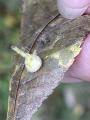 Caryomyia ansericollum