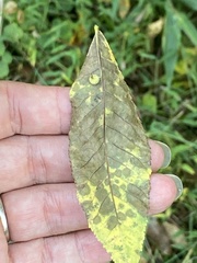 Caryomyia ansericollum